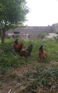 مرغ وخروس .توضیحات رو لطفا بخون
