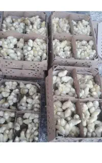جوجه گوشتی یک روزه