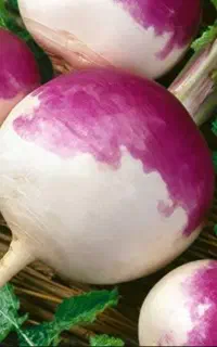 شلغم فروشی