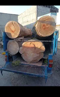 برش انواع درخت