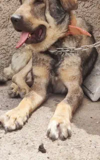 پژدر