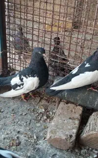 سینه سیاه