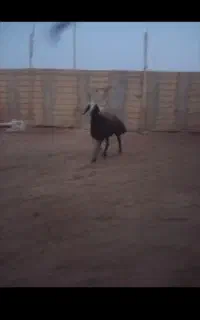 شیشک قوج  برای قربانی خیلی جاق گوشت دا