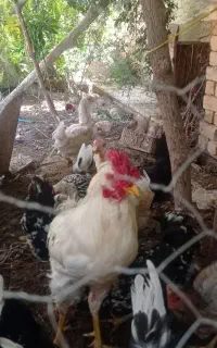 خروس گلین