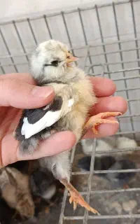 جوجه گیلین سالم و سلامت