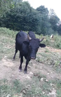 فروش‌دام