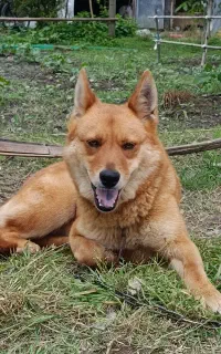 سگ جیندو