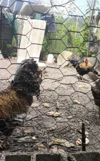 خروس جوان گردن لخت بسیار زیبا و سالم