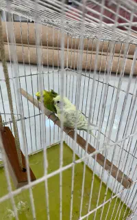 مرغ عشق همراه با وسایل