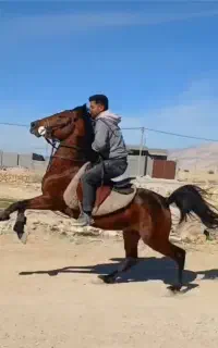 اسب کورد