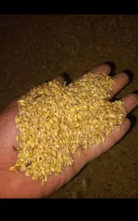 گندم تمیز یک تن