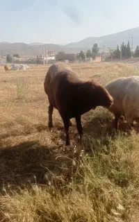 قوچ