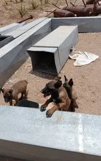 سگ  خارجی  نژاد ژرمن شپرد