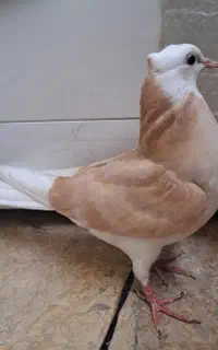 کبوتر