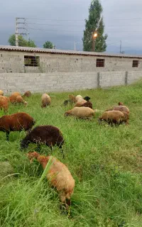 گوسفند و بره