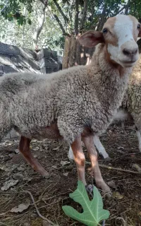 گوسفند ماده رومانف