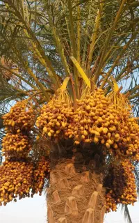 فروش ثمر نخل