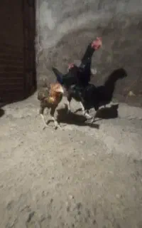 لاری