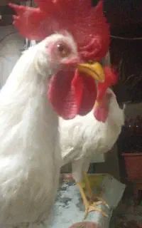 خروس دوعدد
