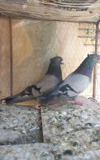 عمو