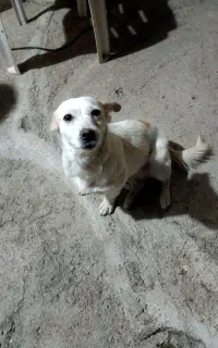 واگذاری سگ پا کوتاه
