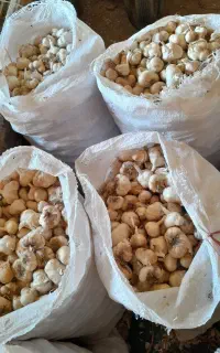 سیر همدان درجه ۱