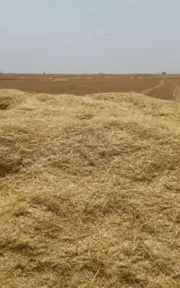 کاه گندم