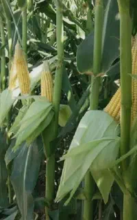 ذرت علوفه ای
