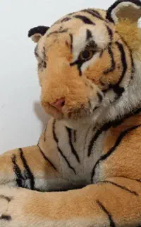 ببر بنگال