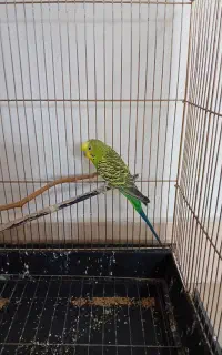 مرغ عشق با قفس فروخته میشود به علت کمبود جا