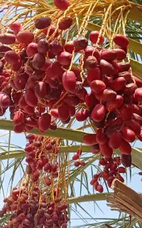 خرمای خنیزی