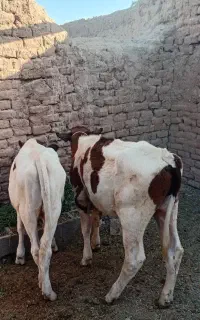 گوساله یکی نر و یکی ماده هست معاوضه با گاو شیری