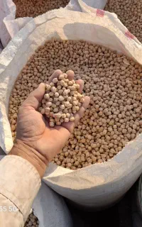 نخود دیم بهاره کرمانشاه