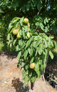 زمین کشاورزی