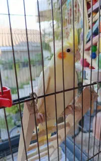 عروس هلندی رام و دستی
