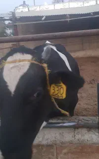 گوساله نوبر