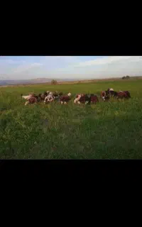 چوپان