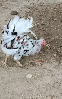 خروس گلین اصیل 7 ماهه