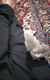 عروس هلندی
