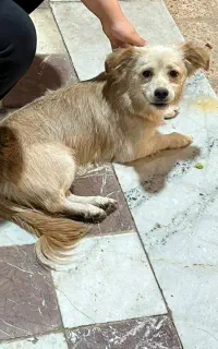 پیدا شده
