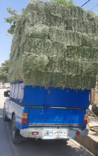 فروش یونجه درجه ۱