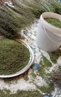 مرزه دست خشک