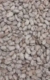 لوبیا و عدس حراج و زعفران