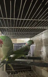 شاه طوطی مولد
