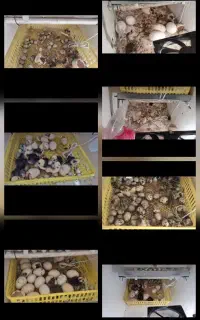 دستگاه جوجه کشی تمام اتمات