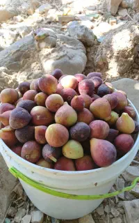انجیر کوهی فروش
