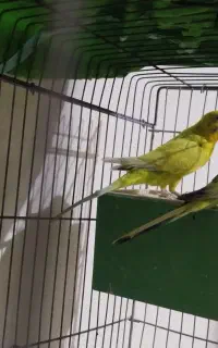 مرغ عشق