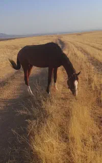 اسب22 ماه