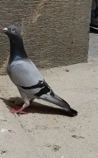 پلاکی