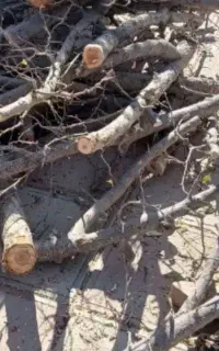 کاشت گل وگیاه هرس کردن کاشت نهال آفت شناسی